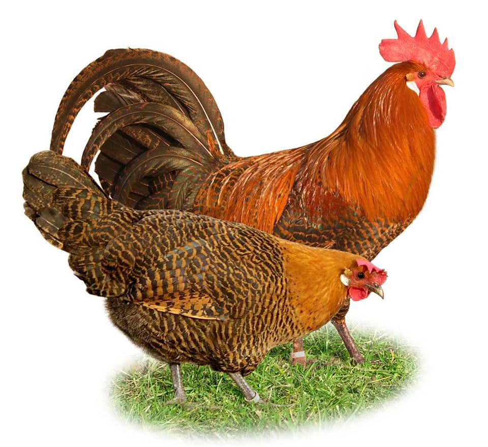 Los 10 mejores lugares para comprar equipos y herramientas para aves de corral