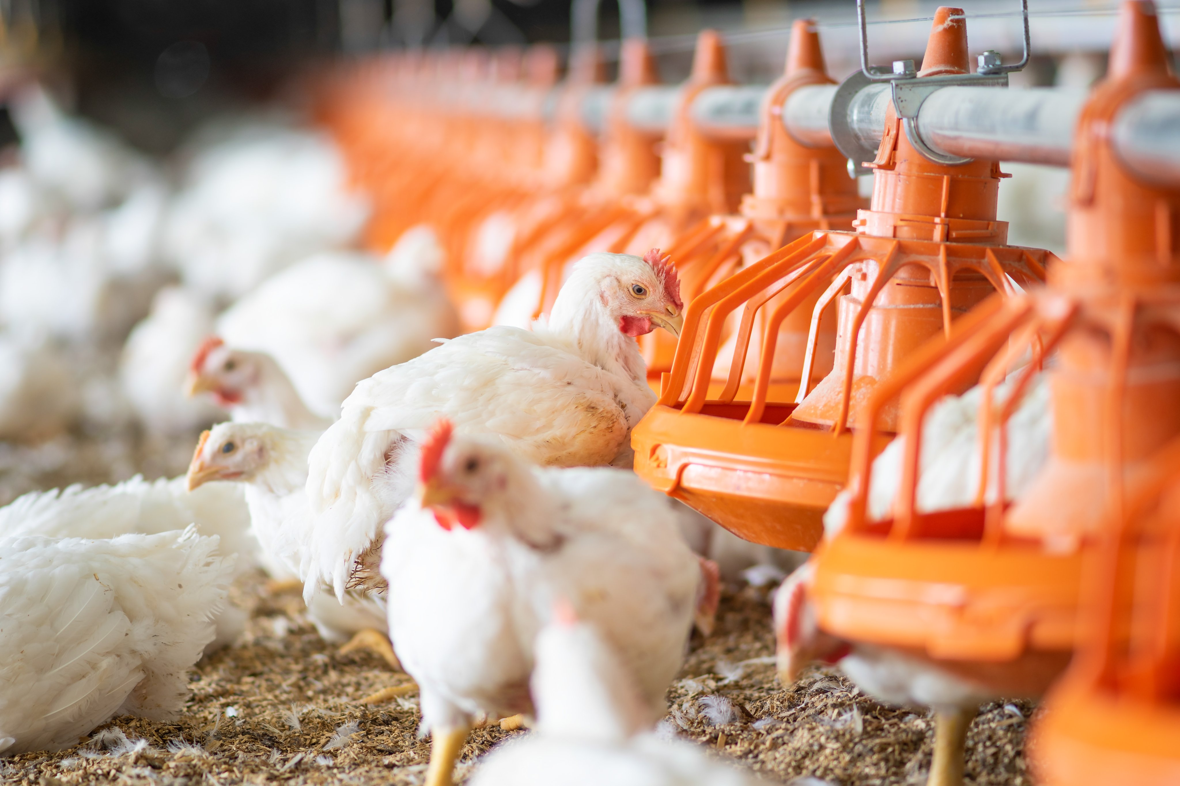 Alimentación y manejo de pollos de engorde(1)