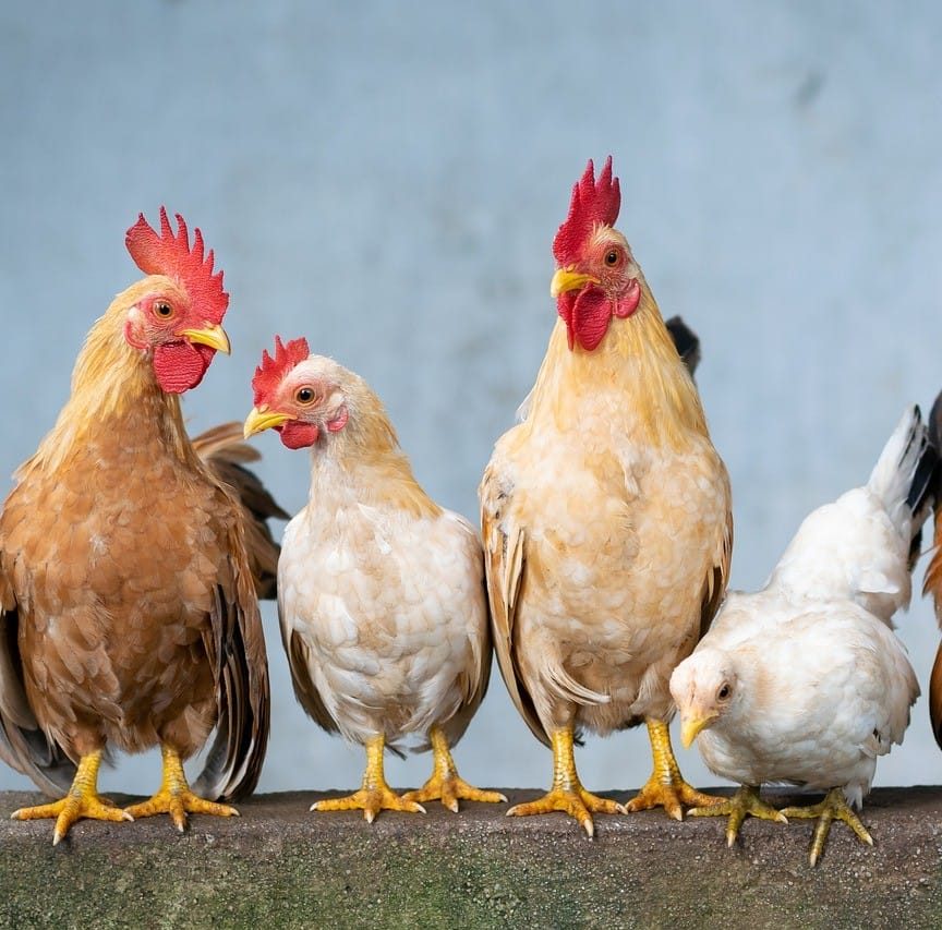 ¿Cómo juzgar si la cría de gallinas ponedoras es rentable?