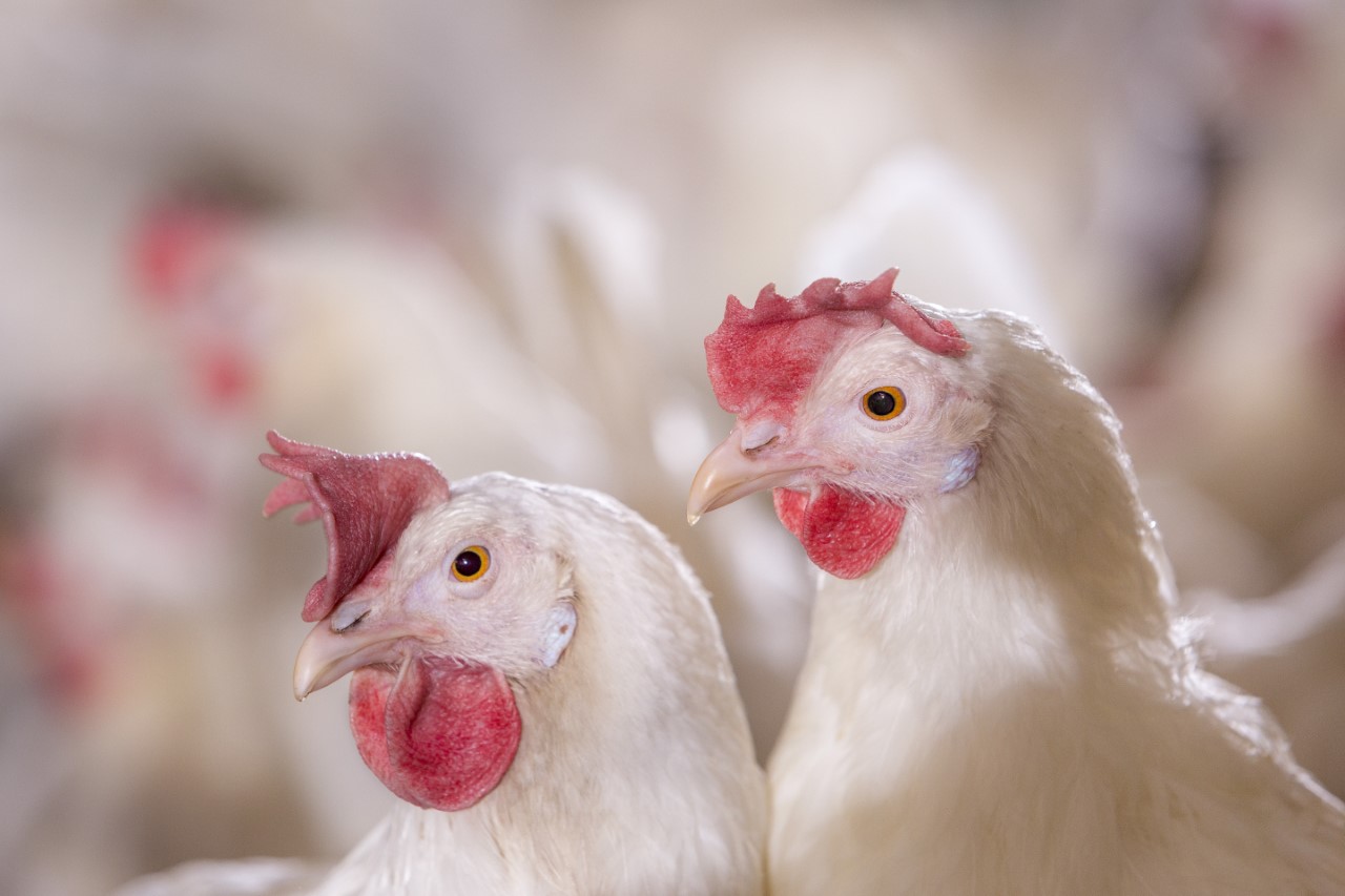 Alimentación y manejo de pollos de engorde(2)