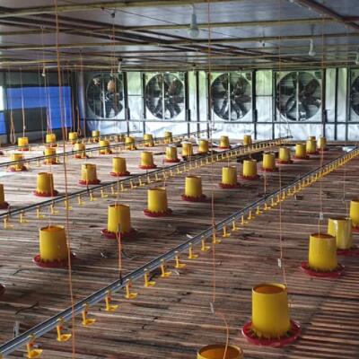 ¿Cómo hacer si hay mucho amoníaco en las aves de corral?