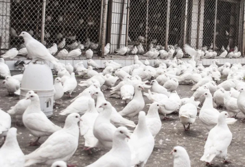 Método de cría de palomas.
