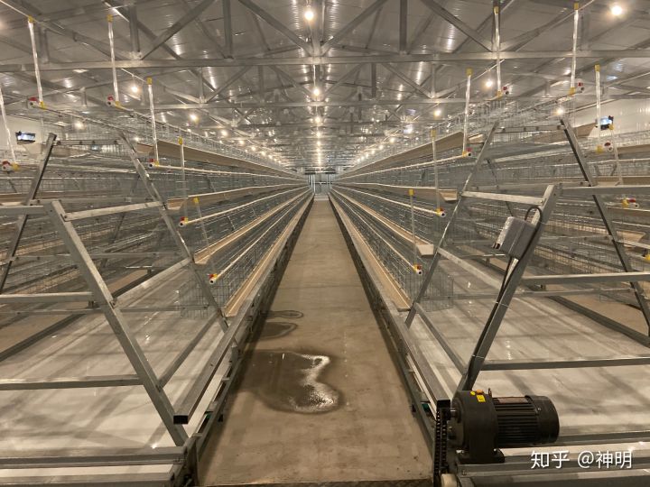 equipo para granja de pollos (10)