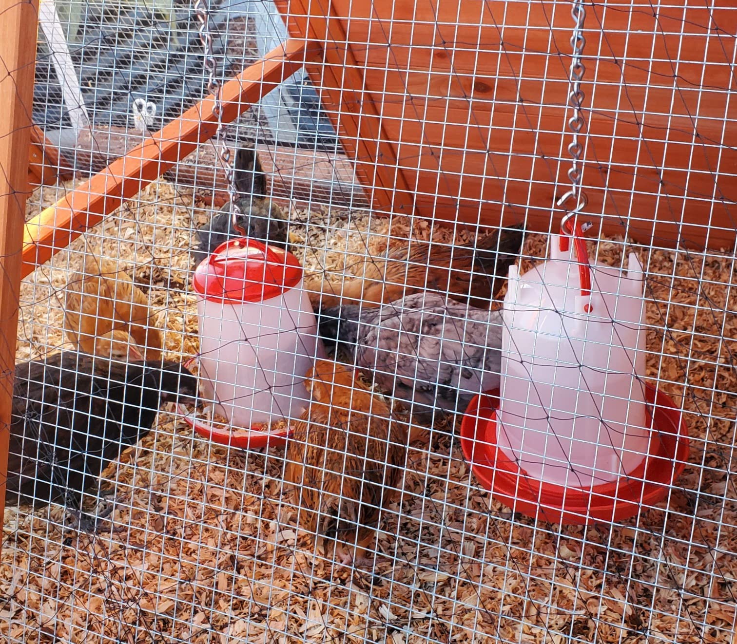 comedero y bebedero para aves (3)
