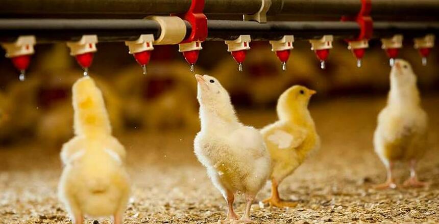 fabricante-de-bebedores-de-tetinas