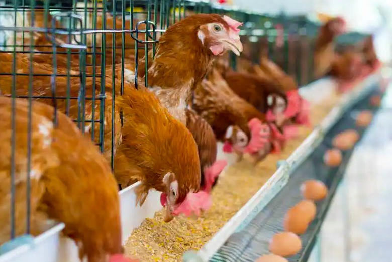 Equipo de cría de ponedoras