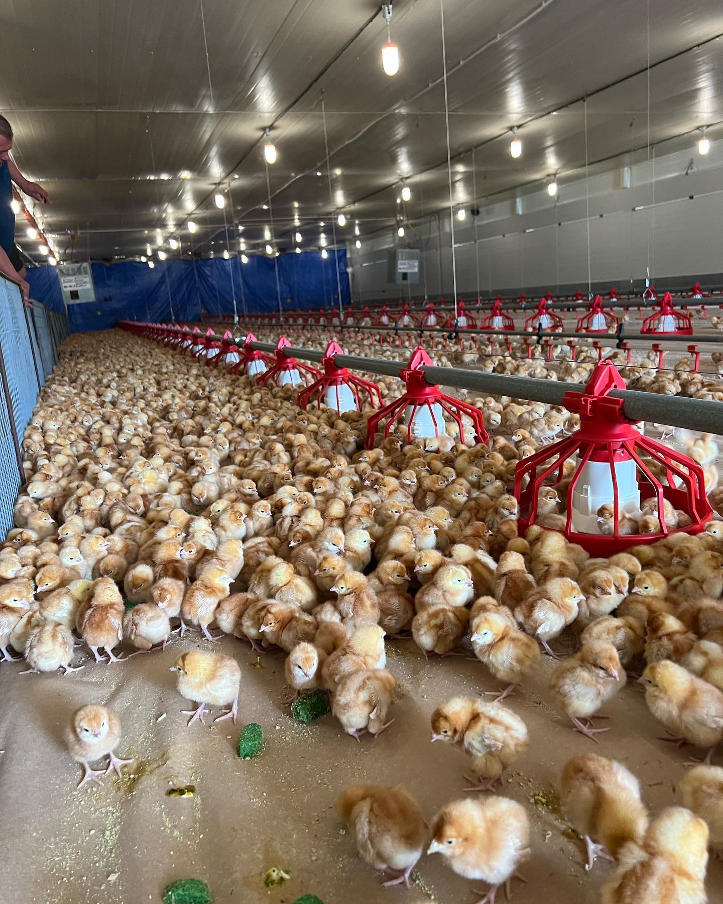 equipo para granja de pollos (73)