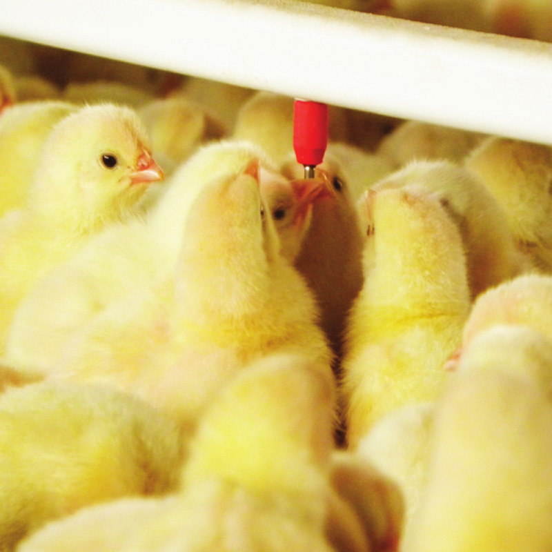 foto de pollo 0 ph-08