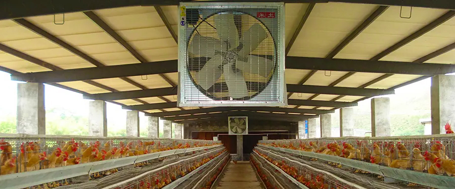 Tecnología de cría y manejo de pollos.