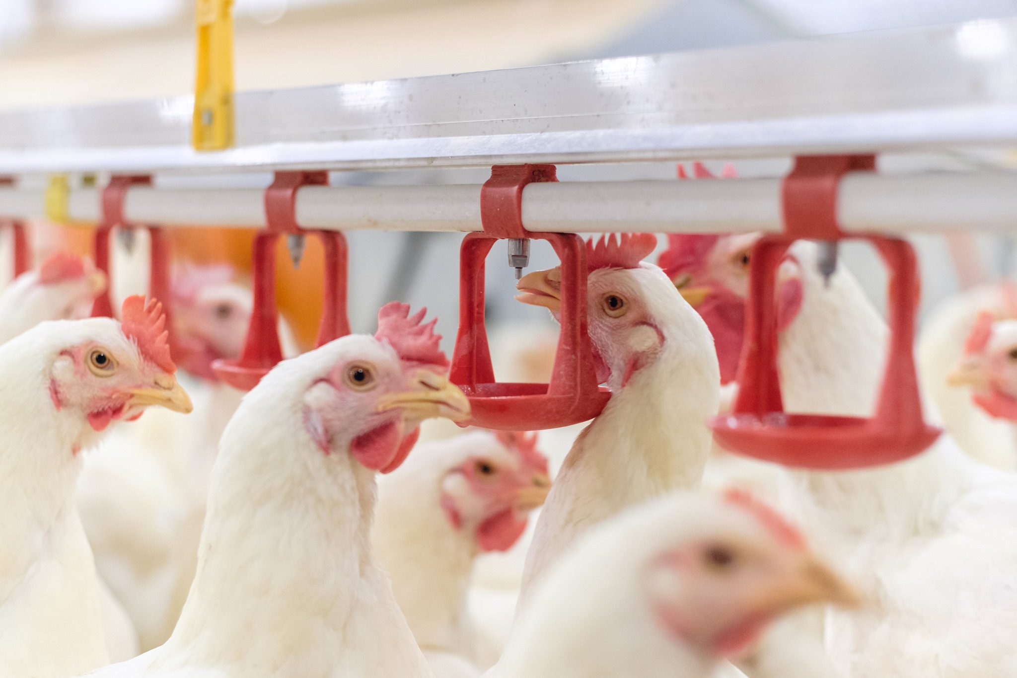 La presión correcta del agua es clave para el suministro de agua del bebedero de tetina