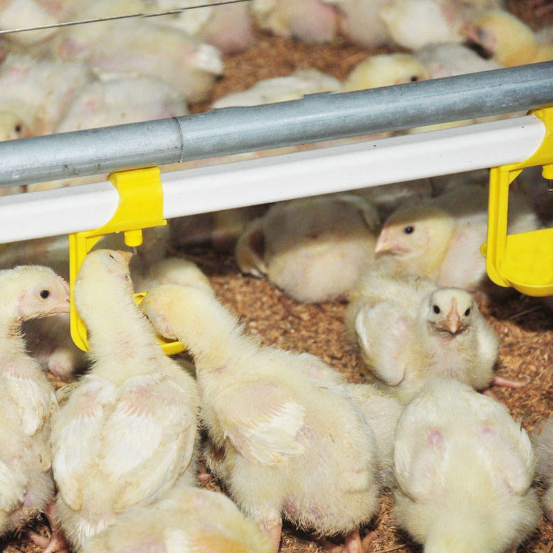 equipo para granja de pollos (13)