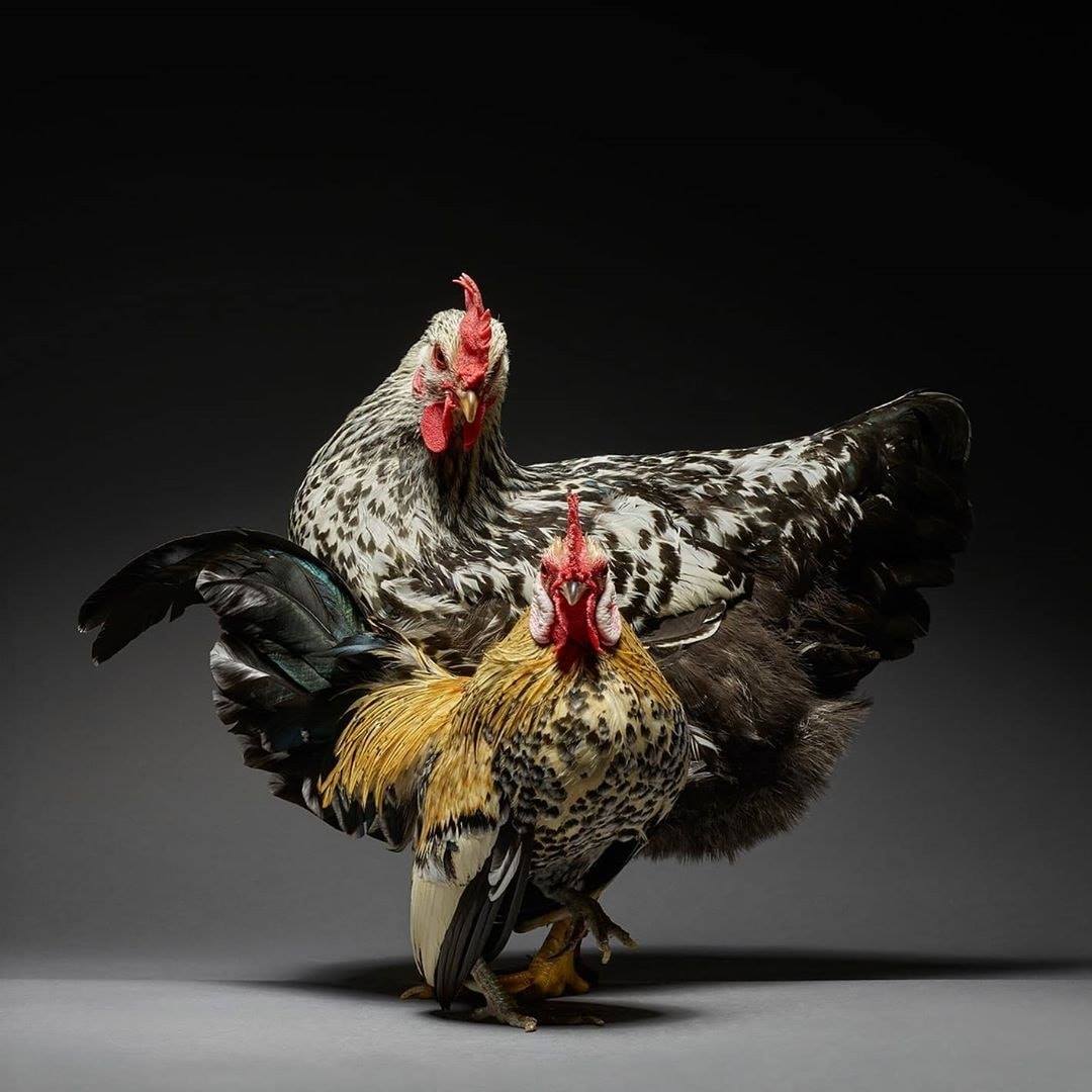 Entrega de primavera y verano, precauciones para la cría de aves de corral.