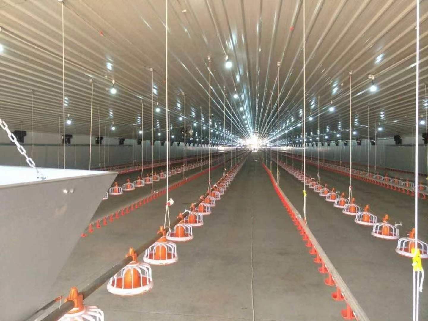 gallinero automático