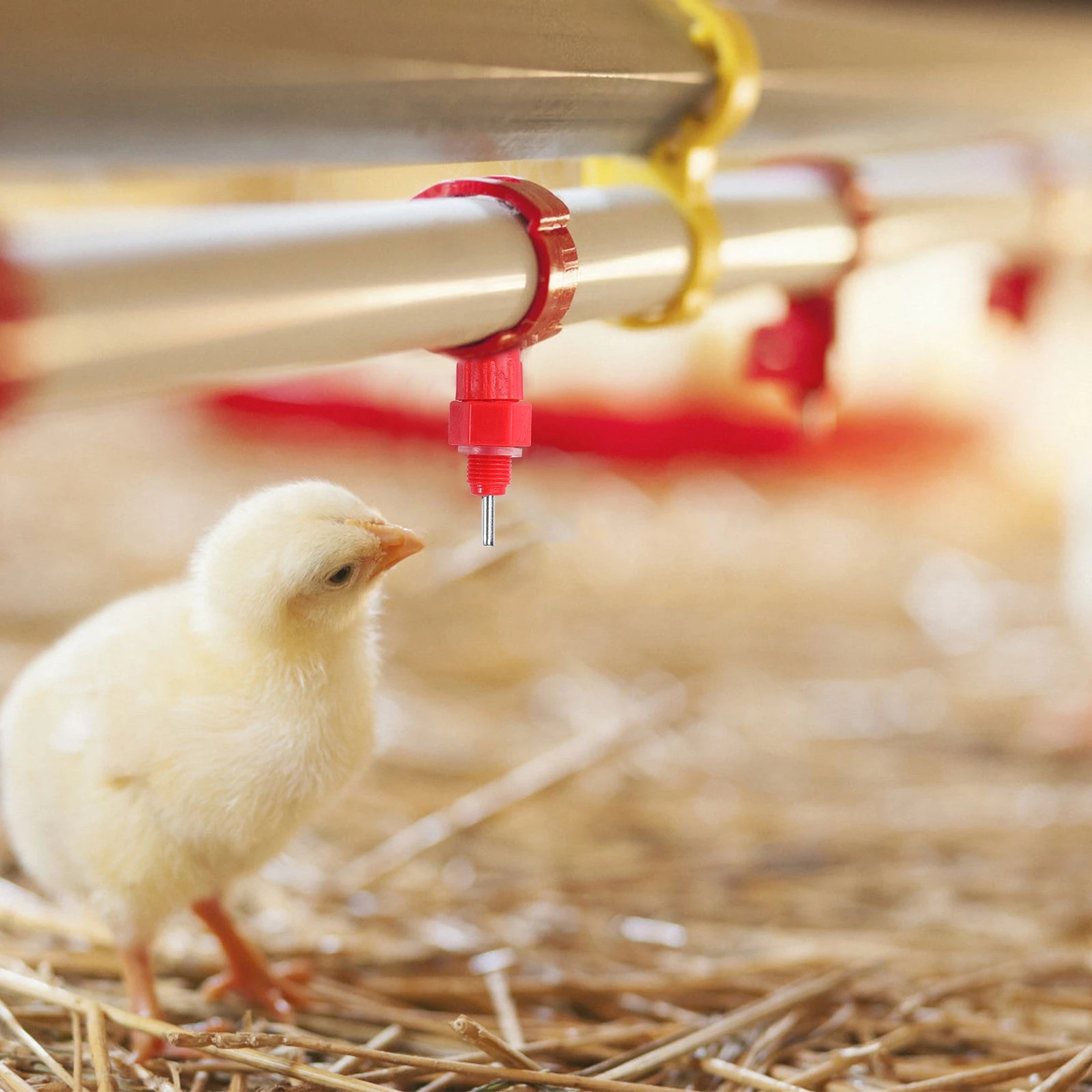 bebedero de tetina para pollo