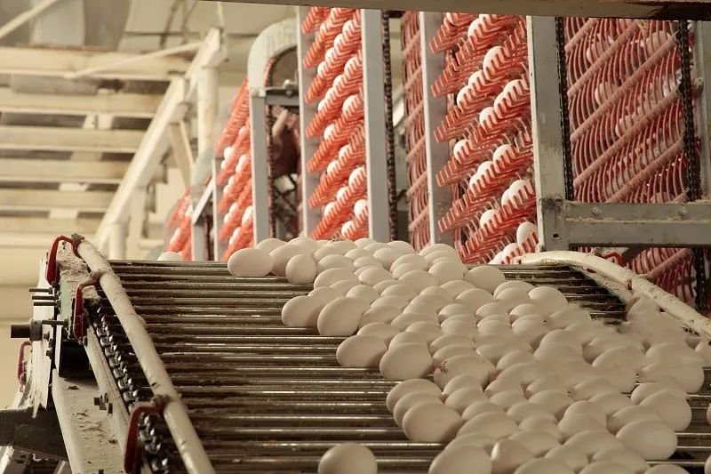 equipo av&iacute;cola