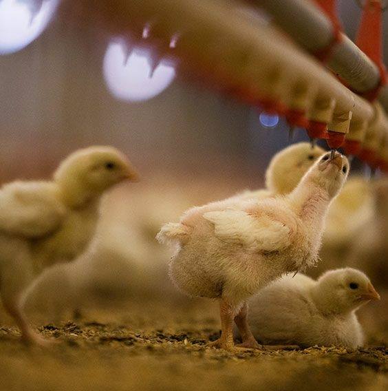 Gestión del agua potable La enfermedad entra por la boca, la cría de pollos debe prestar atención a la gestión del sistema de agua potable.