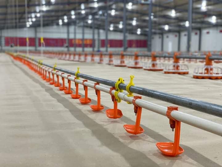 ¿Por qué la industria avícola debería ser inteligente?