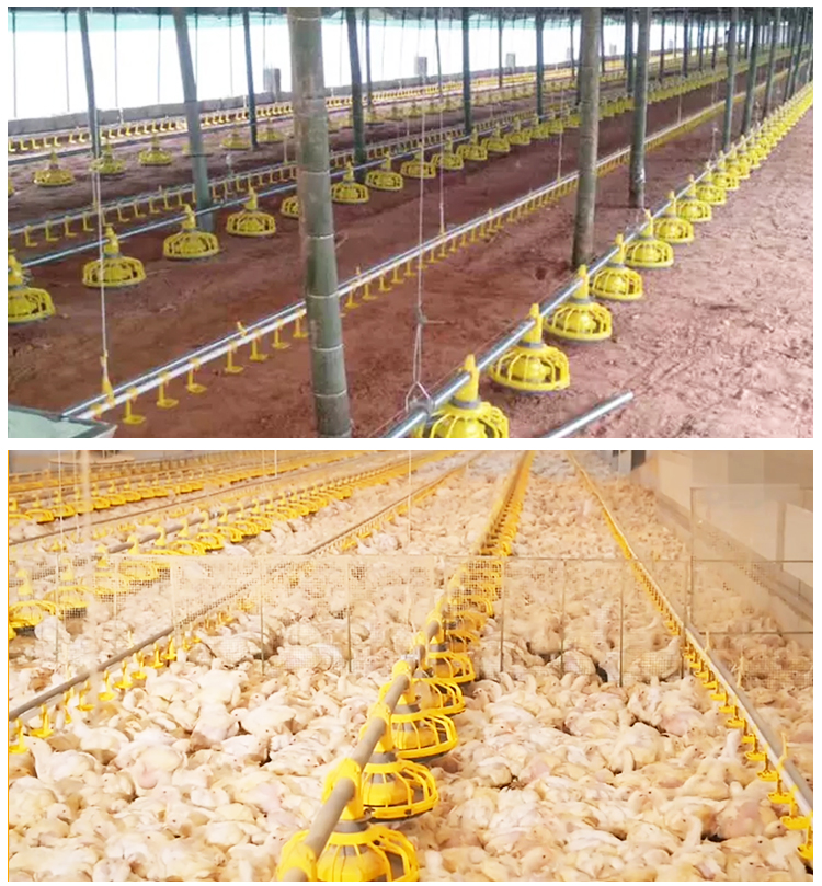 equipo para granja de pollos (23)