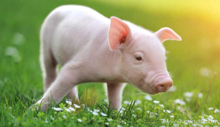 Introducción a la altura de instalación y cantidad de bebederos para cerdos.