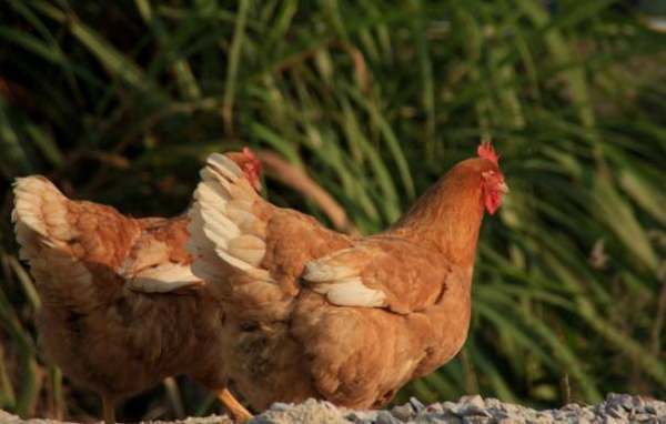 ¿Cuál es el significado de equipo avícola?