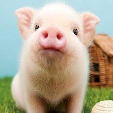 Introducción a las torres de alimentación necesarias para instalar la línea de alimentación de granja porcina