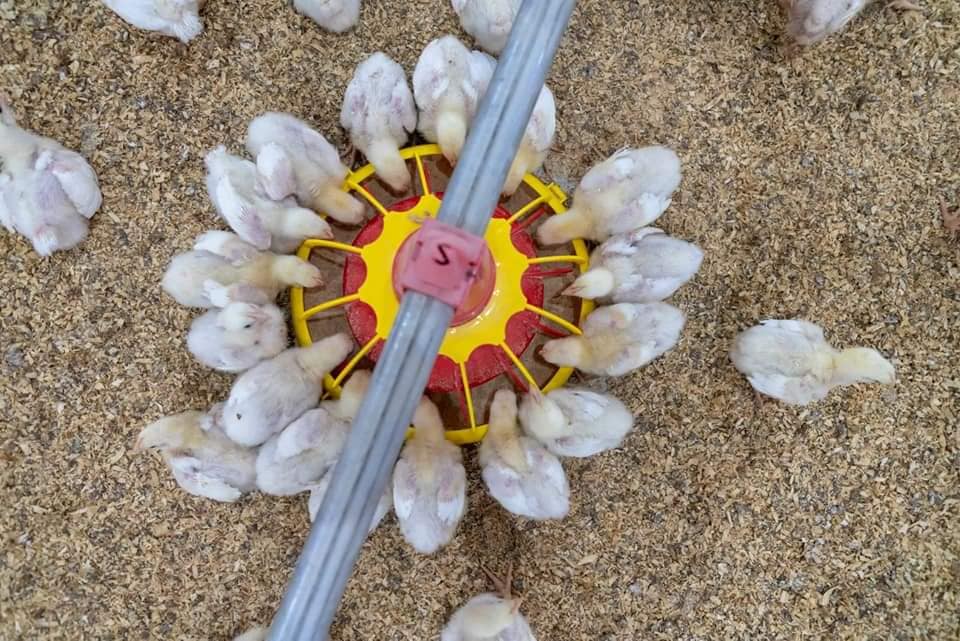 equipos av&iacute;colas (2)