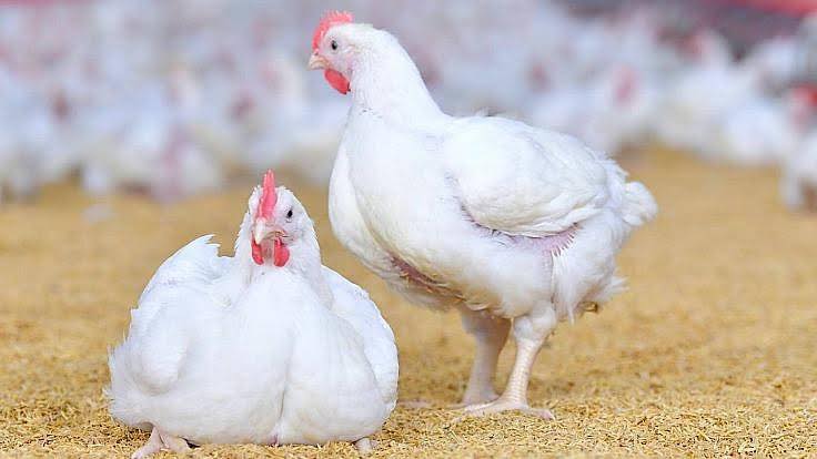 ¿Cómo solucionar la diferencia de temperatura del gallinero?