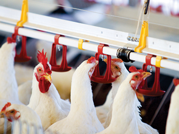 sistema_beber_pez&oacute;n