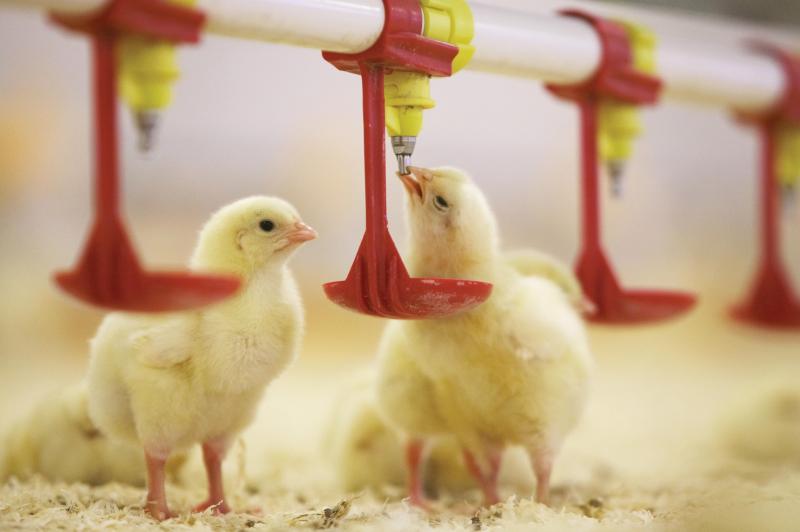 ¿Cuáles son las ventajas de elegir un bebedero de tetina para pollos y la importancia de una instalación razonable?