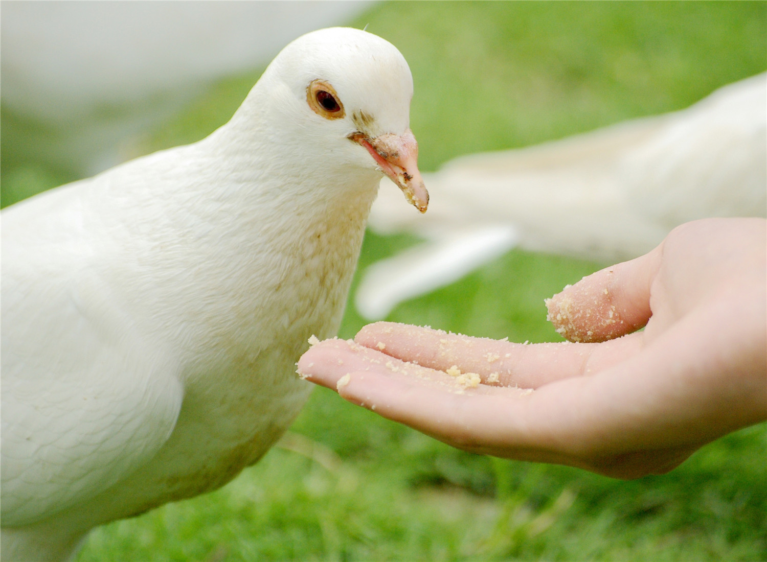 El equipo para criar palomas, ahorrando tiempo, dinero y esfuerzo.
