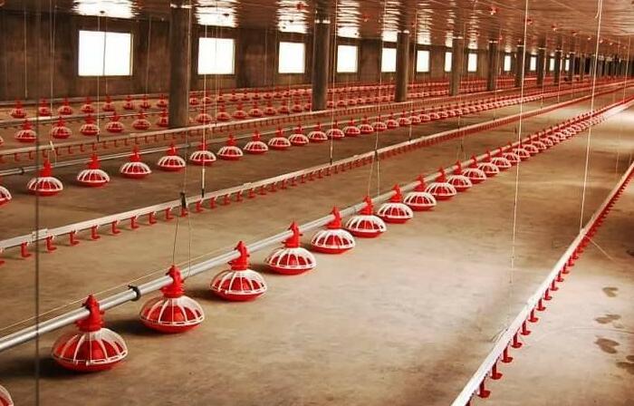 línea de bebederos de tetina