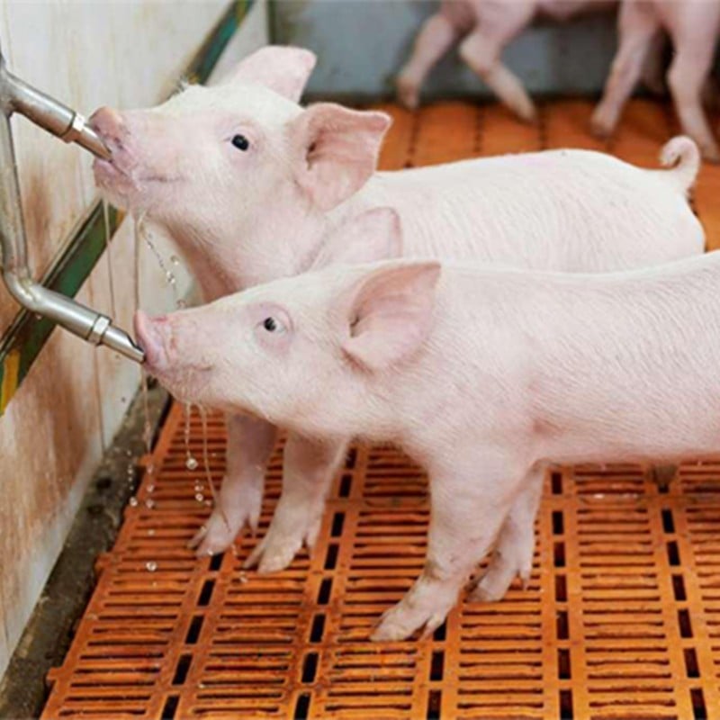 bebedero de tetina para cerdos