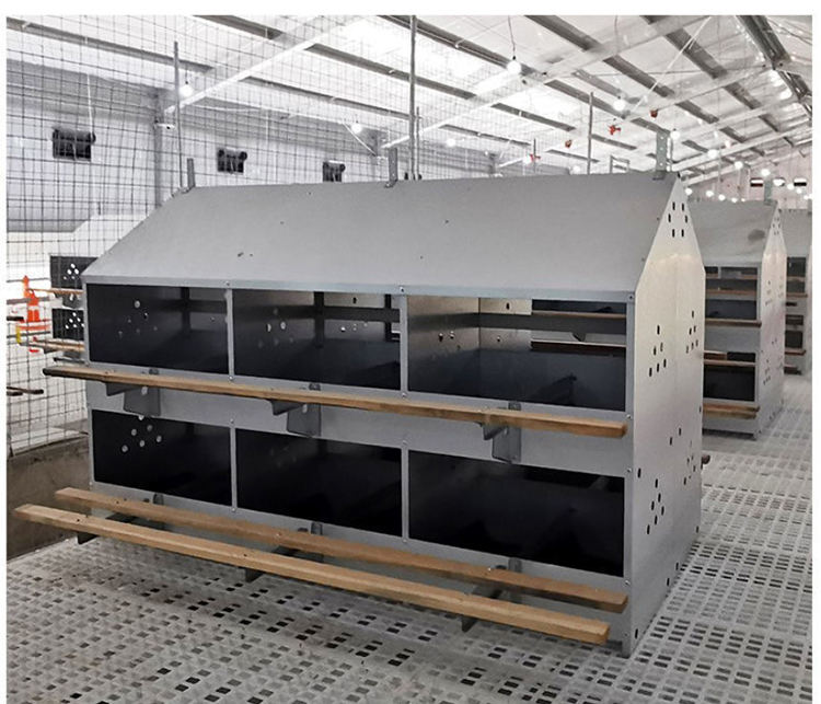 nido de huevos de gallina (5)