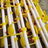  Tubería redonda Sistema de bebedero para aves de corral Tubería redonda de plástico PVC Tubería de agua para pollos Ph-118