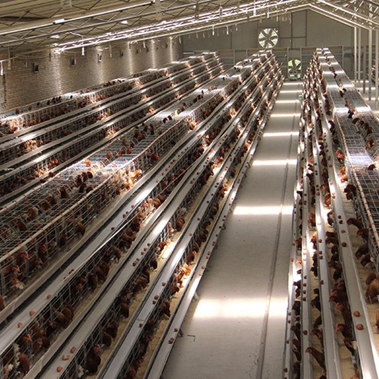 Equipo manual para jaulas de pollos tipo A