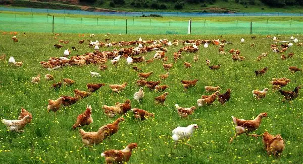 ¿Cómo conocen los límites los pollos de corral?