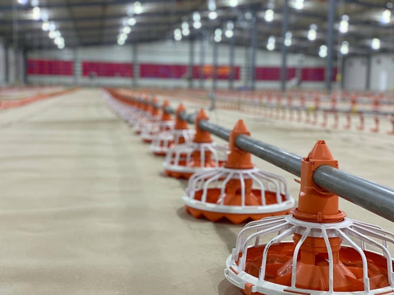 Sistema automático de alimentación y bebida para cría de pollos de engorde