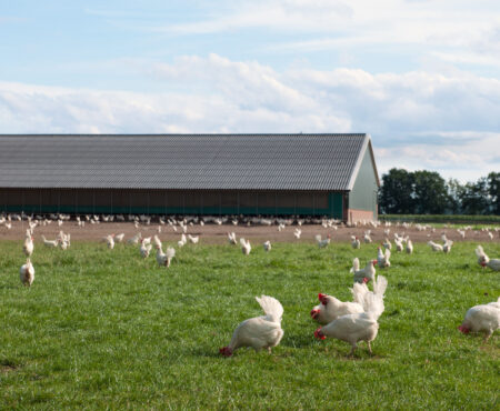 La crianza de pollos debes verla, debes conocer 19 secretos de la crianza de pollos