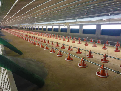 Precauciones para comederos totalmente automáticos en gallineros