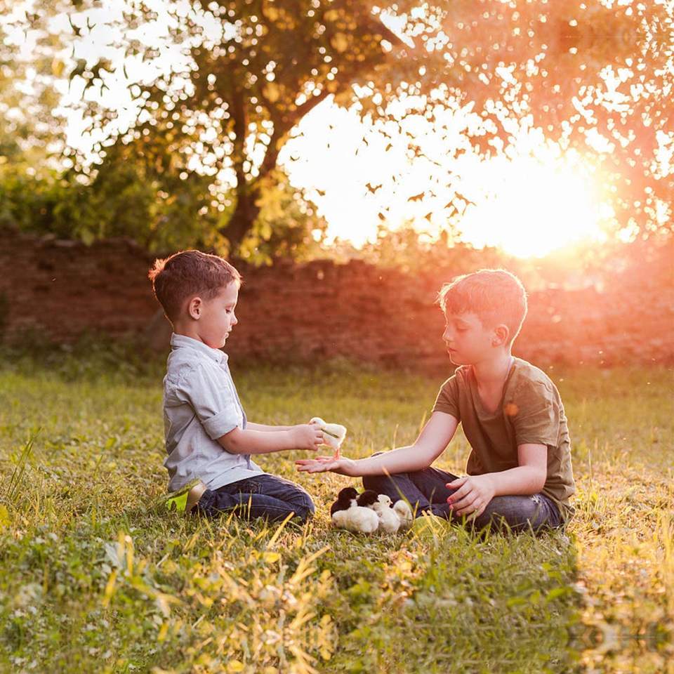 Conocimientos técnicos en crianza de pollos.