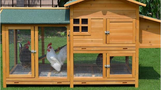 Algunos consejos para la producción avícola de traspatio