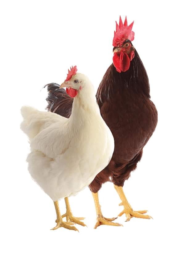 Gestión del gallinero en invierno en cuanto a agua potable, alimentación y ventilación.