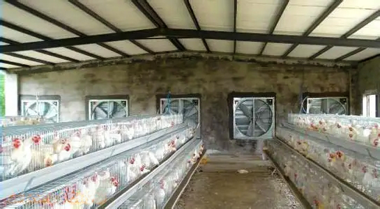 Ocho puntos clave del manejo de la producción avícola en el período de altas temperaturas del verano