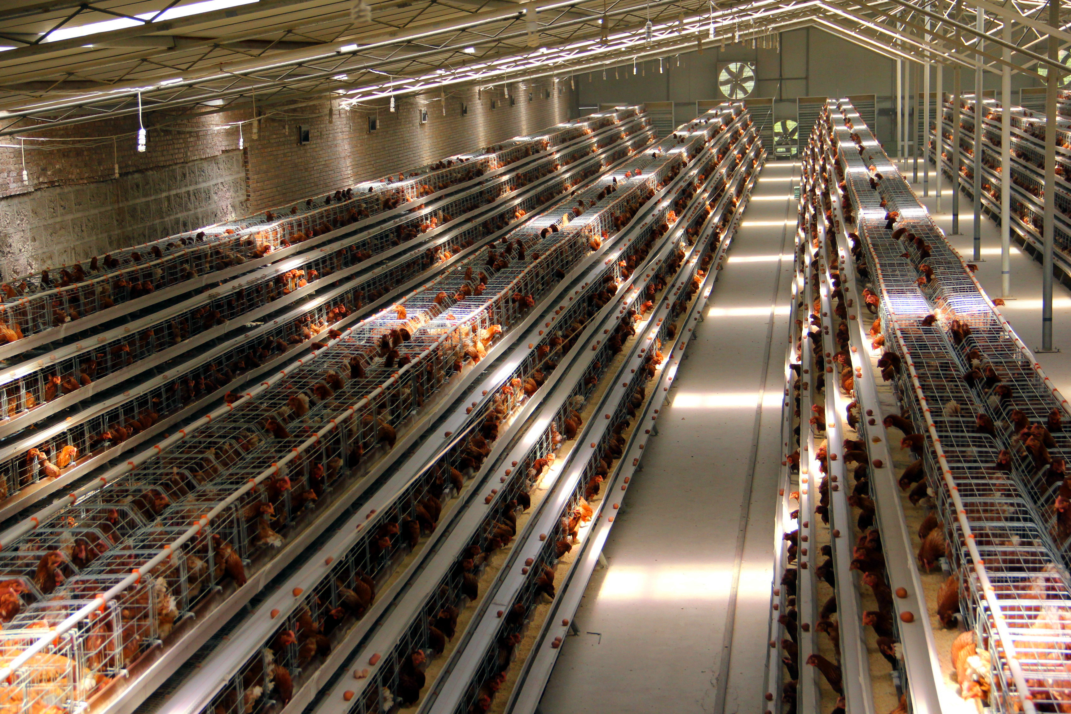 jaula para pollos (13)