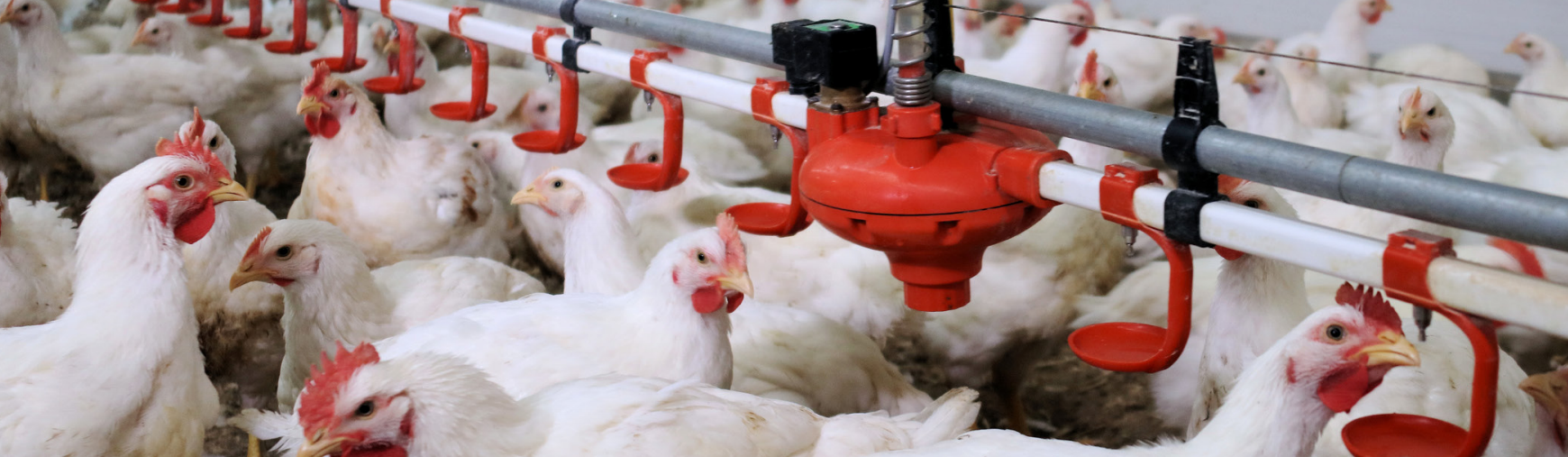 equipo para granja de pollos (3)