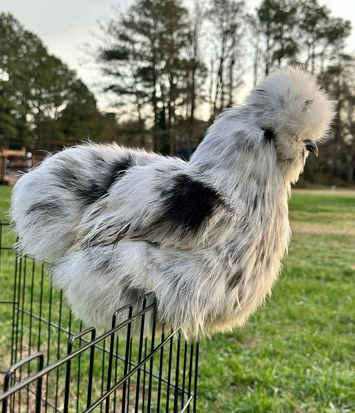 ¿Qué es el sistema de alimentación automatizado para aves de corral?