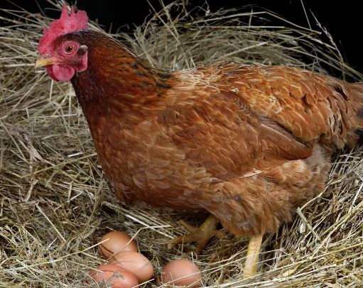 ¿Cuantos huevos puede poner en la vida de una gallina?