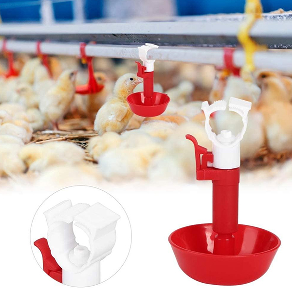 vaso de agua para pollo600x600