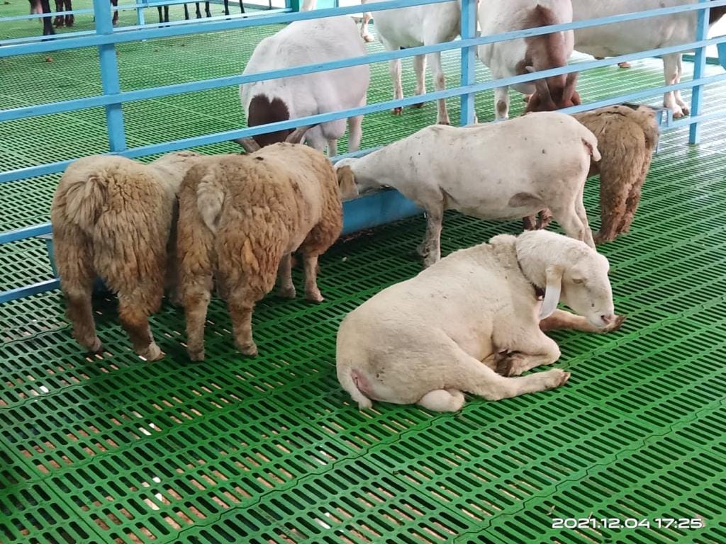 El manejo habitual de la alimentación en la cría no es bueno y no puede pasar desapercibido en el equipo de cría.