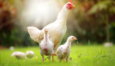¿Cómo criar gallinas en verano?Métodos de cría de pollos de engorde en verano.